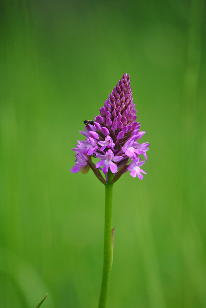 Anacamptis pyramidalis / Orchidea piramidale